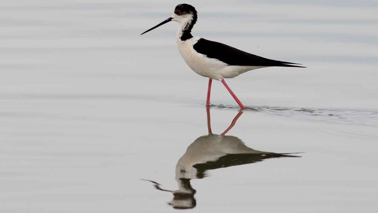Black-winged Stilt
